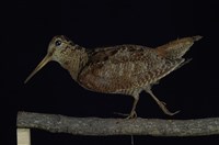 藏品(山鷸)的圖片